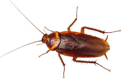 蟑螂 PNG免抠图透明素材 素材天下编号:12149