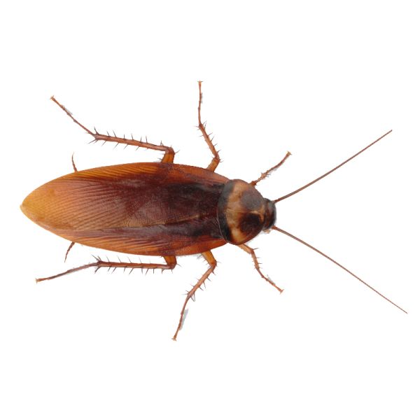 蟑螂 PNG免抠图透明素材 素材天下编号:12150
