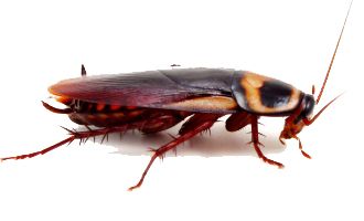 蟑螂 PNG透明元素免抠图素材 16素材网编号:12153