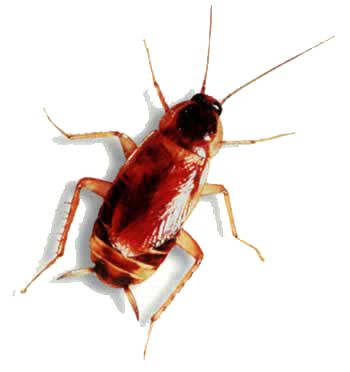蟑螂 PNG透明背景免抠图元素 16图库网编号:12155