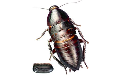 蟑螂 PNG免抠图透明素材 素材中国编号:12160
