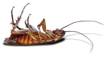 蟑螂 PNG免抠图透明素材 16设计网编号:12162