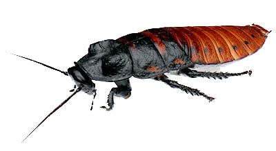 蟑螂 PNG免抠图透明素材 素材中国编号:12165