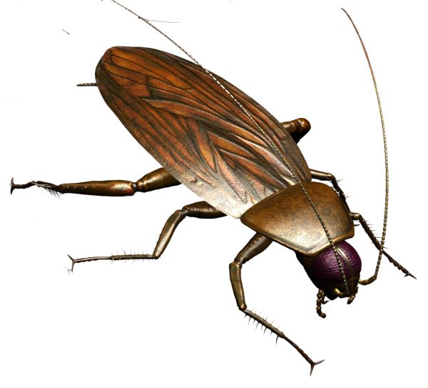 蟑螂 PNG免抠图透明素材 16设计网