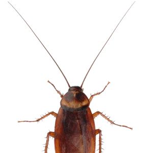 蟑螂 PNG透明背景免抠图元素 16图