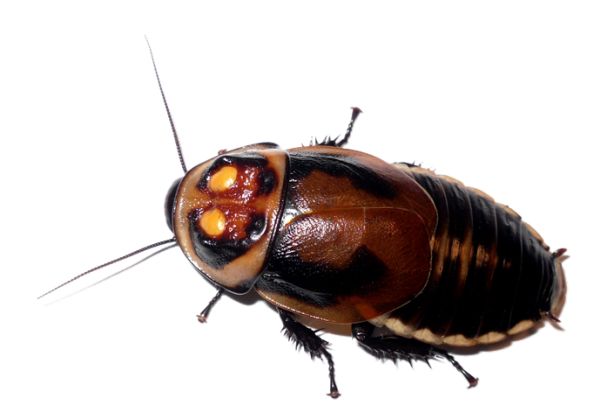 蟑螂 PNG免抠图透明素材 16设计网
