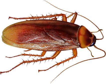 蟑螂 PNG免抠图透明素材 素材天下