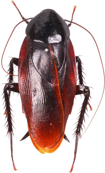 蟑螂 PNG免抠图透明素材 16设计网编号:12175