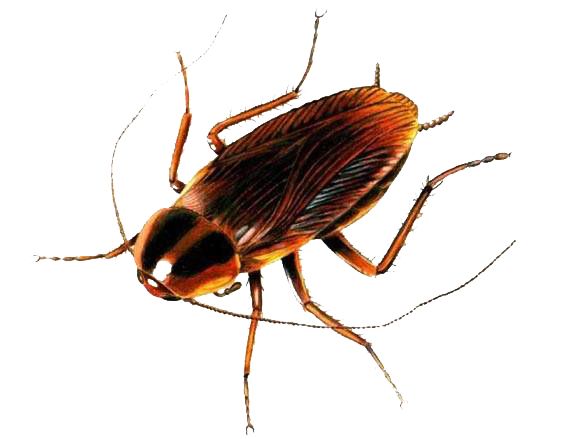 蟑螂 PNG免抠图透明素材 素材中国编号:12176