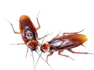 蟑螂 PNG免抠图透明素材 素材中国编号:12177