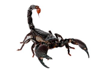 蝎子 PNG透明背景免抠图元素 16图库网编号:12120