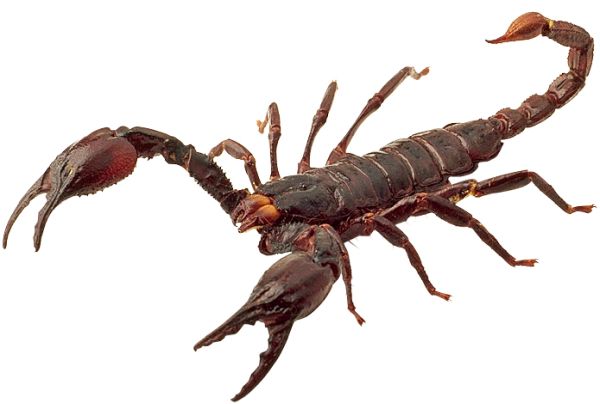 蝎子 PNG免抠图透明素材 素材天下