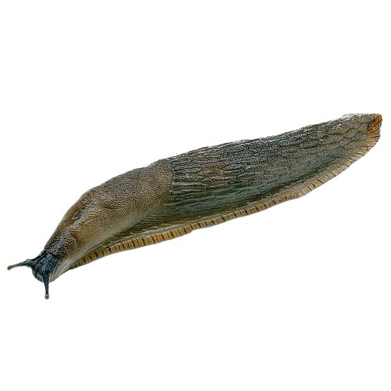 Slug PNG免抠图透明素材 普贤居素材编号:87305