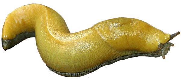Slug PNG免抠图透明素材 普贤居素材编号:87314