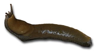 Slug PNG免抠图透明素材 素材天下编号:87318