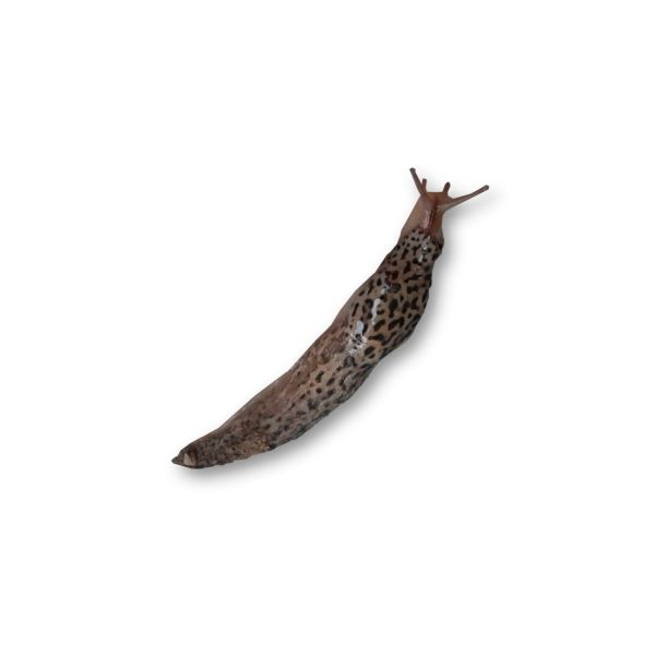 Slug PNG免抠图透明素材 普贤居素材编号:87320