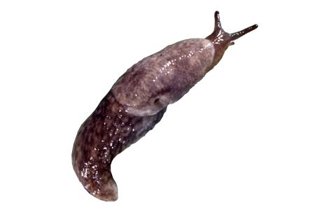 Slug PNG透明背景免抠图元素 16图库网编号:87321