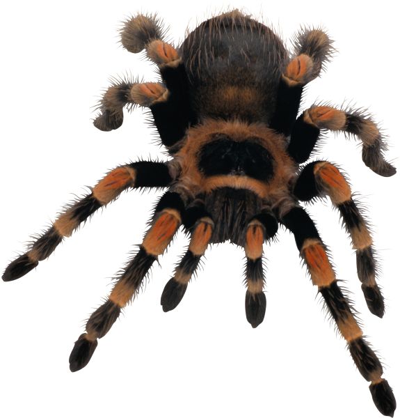 蜘蛛PNG免抠图透明素材 素材天下编号:4542