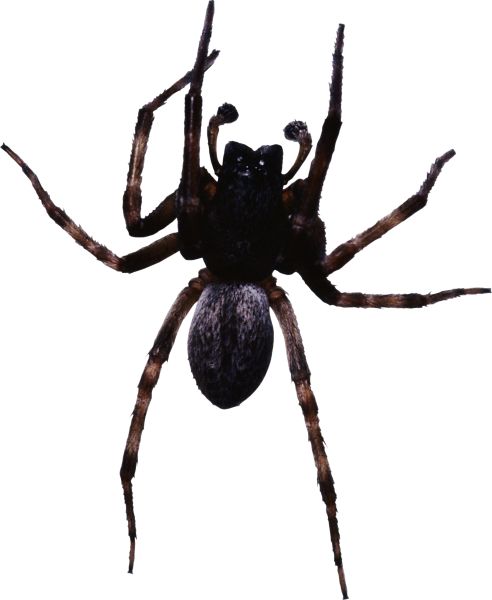 蜘蛛PNG透明背景免抠图元素 16图库网编号:4543