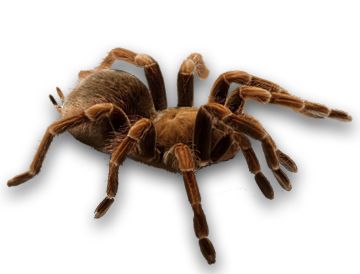 蜘蛛PNG免抠图透明素材 16设计网编号:4544