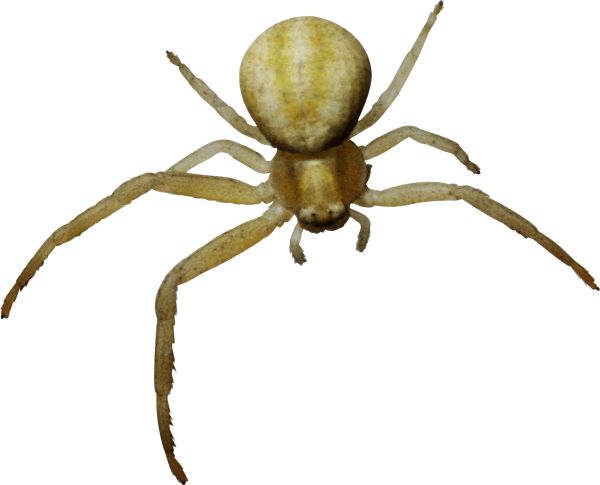 蜘蛛PNG透明背景免抠图元素 16图库网编号:4545