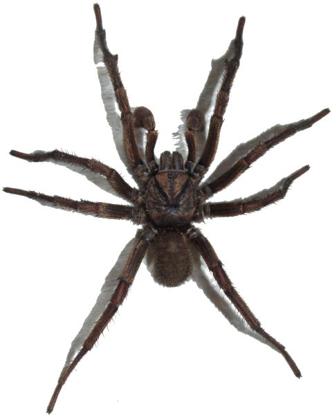 蜘蛛PNG透明背景免抠图元素 16图库网编号:4546