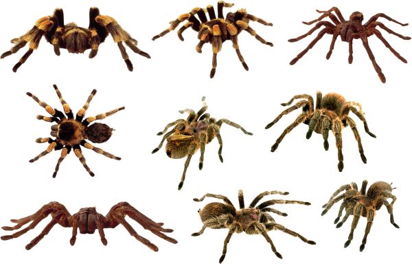 蜘蛛PNG透明背景免抠图元素 16图库网编号:4534