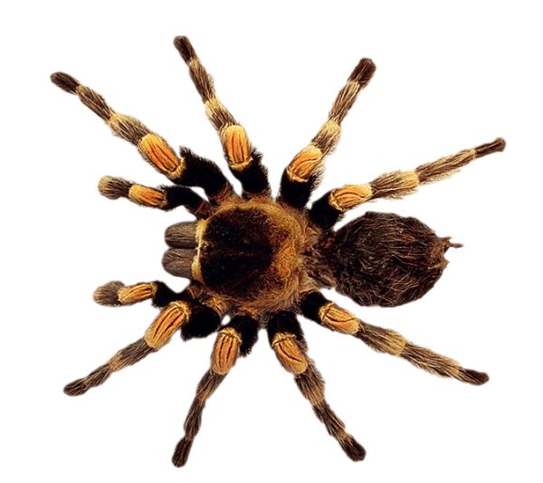 蜘蛛PNG免抠图透明素材 16设计网编号:4552