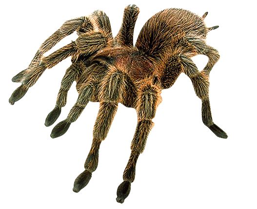 蜘蛛PNG免抠图透明素材 素材中国编号:4555