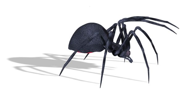 蜘蛛PNG透明背景免抠图元素 16图库网编号:4557