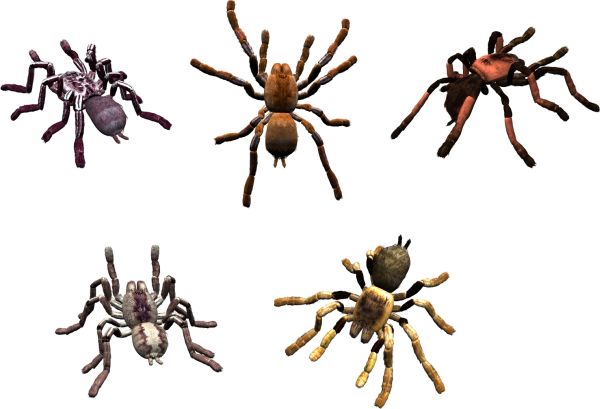蜘蛛PNG免抠图透明素材 16设计网编号:4559