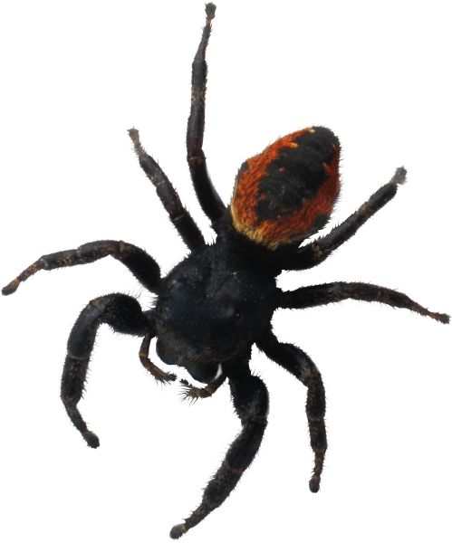 蜘蛛PNG透明背景免抠图元素 16图库网编号:4561