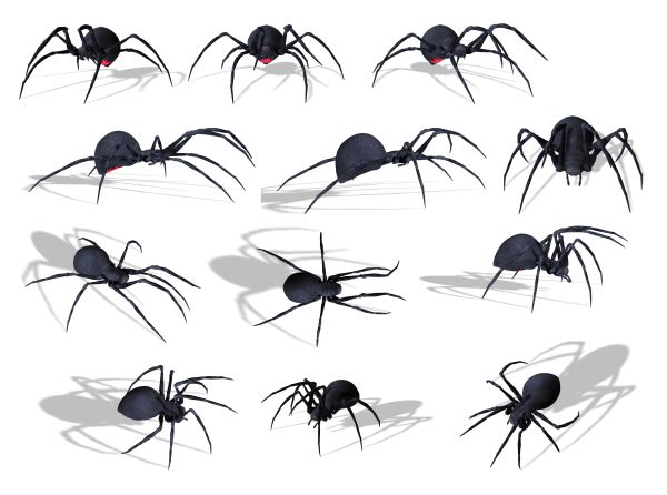 蜘蛛PNG免抠图透明素材 素材天下编号:4535