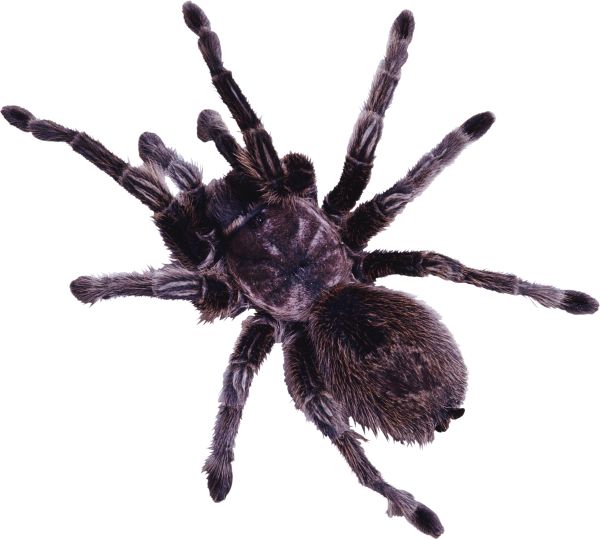 蜘蛛PNG免抠图透明素材 素材天下编号:4564