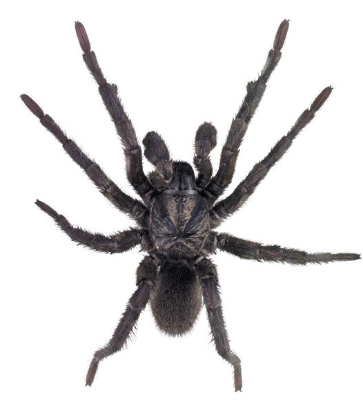 蜘蛛PNG免抠图透明素材 16设计网编号:4573