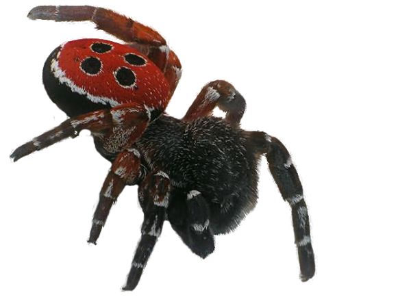 蜘蛛PNG透明背景免抠图元素 16图库网编号:4574