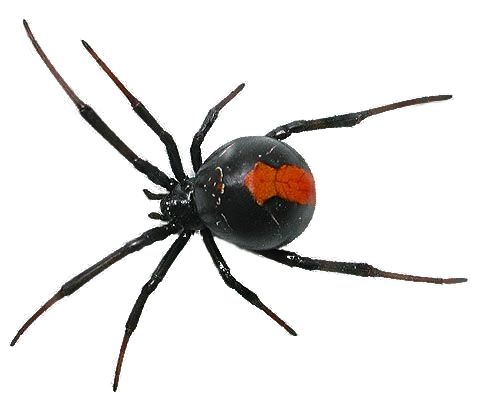 蜘蛛PNG免抠图透明素材 16设计网编号:4575