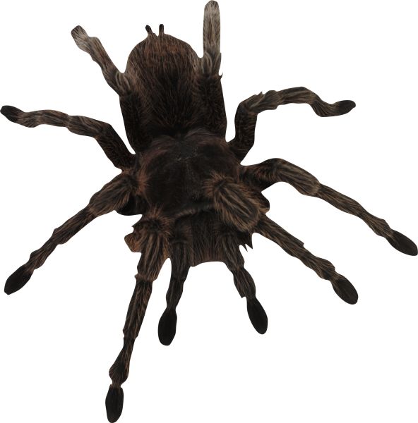 蜘蛛PNG免抠图透明素材 16设计网编号:4537