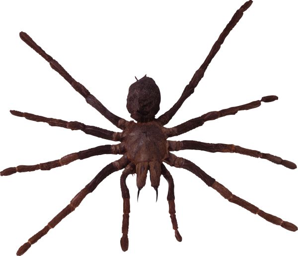 蜘蛛PNG透明背景免抠图元素 素材中国编号:4538