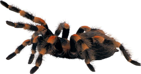 蜘蛛PNG透明背景免抠图元素 素材中国编号:4540