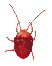 蜱虫PNG免抠图透明素材 素材中国编号:51916