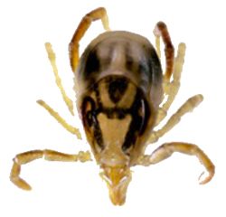 蜱虫PNG免抠图透明素材 素材天下编号:51901