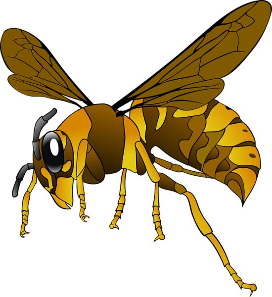 黄蜂 PNG透明背景免抠图元素 16图库网编号:74591