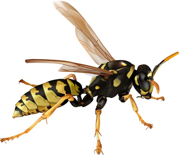 黄蜂 PNG透明背景免抠图元素 16图库网编号:74596