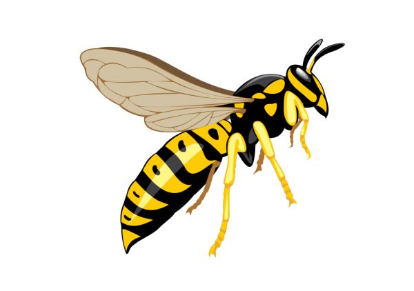 黄蜂 PNG透明背景免抠图元素 16图库网编号:74597