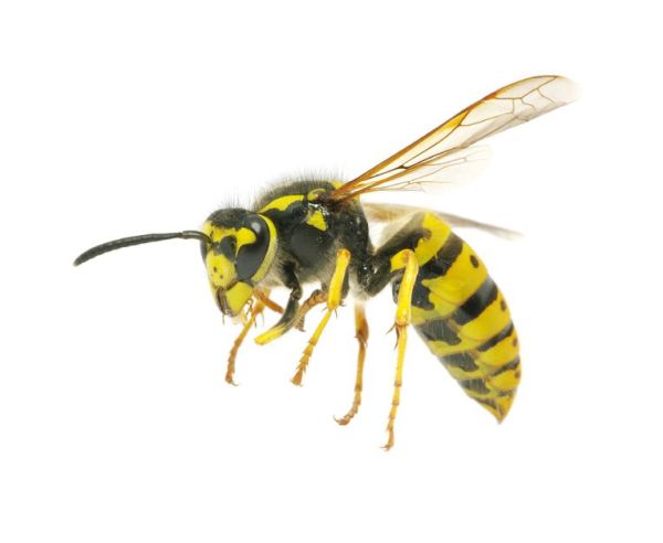 黄蜂 PNG透明背景免抠图元素 素材中国编号:74599