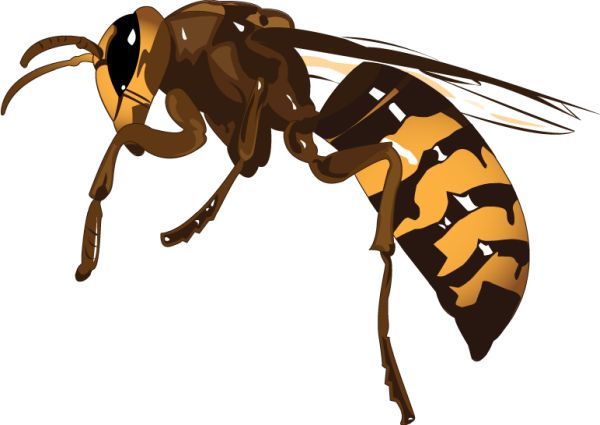 黄蜂 PNG透明背景免抠图元素 16图库网编号:74600