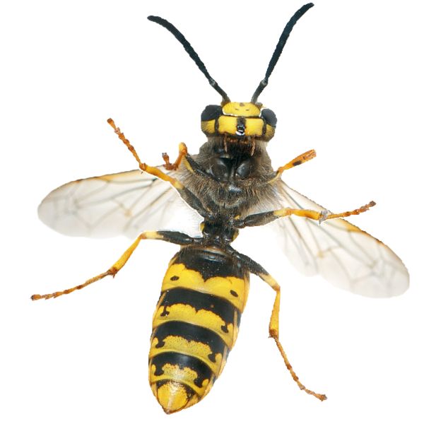 黄蜂 PNG透明背景免抠图元素 16图库网编号:74602