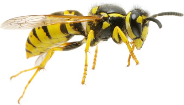 黄蜂 PNG免抠图透明素材 素材天下