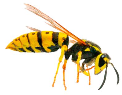 黄蜂 PNG免抠图透明素材 16设计网编号:74610
